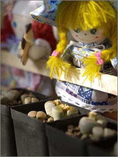 誘人小石子美化無(wú)限精彩家居