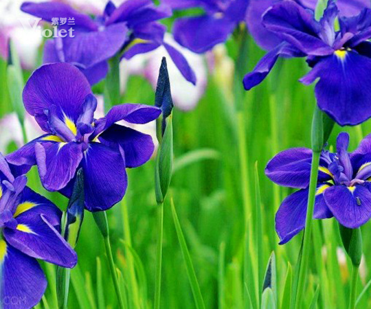 溫情花海 紫羅蘭家紡加盟浪漫相邀