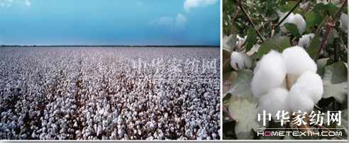 “種、紡、銷”一體化 創建大家紡體系