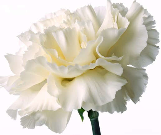 紫羅蘭家紡:婦女節(jié)有禮了