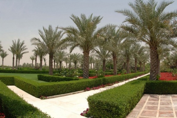 �ϰݵ����A�L��DesertPalm�ȼٴ�
