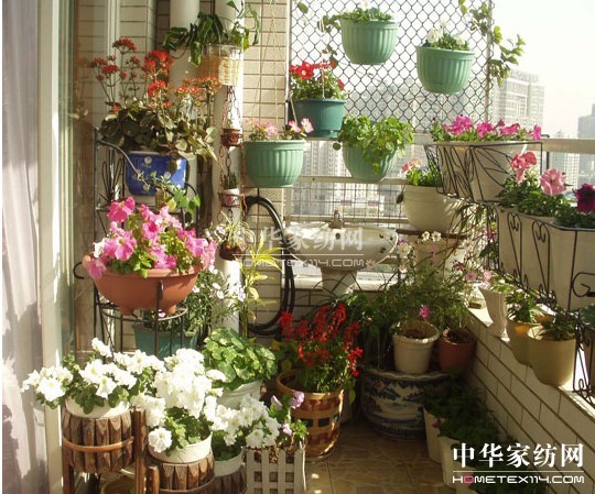 紫羅蘭:打造生機生活