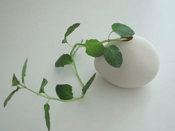 �Gɫֲ���b�c(di��n)����