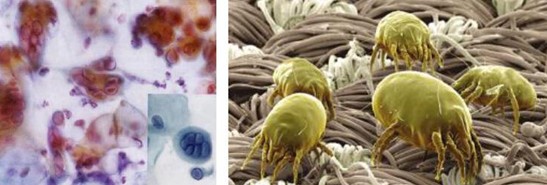 �ܽ^���f���x�����x���_�m���C�Ҽ�