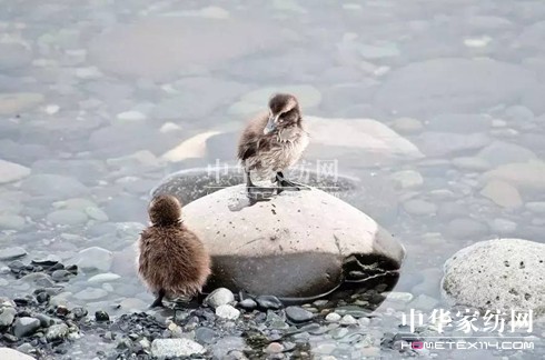 ���⣡27�f�I�²���Ҽ�"����"��"����"��