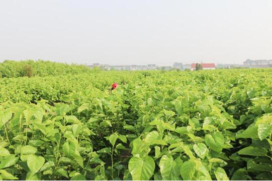 錢皇絲綢獲“2017中國家紡居家誠信品牌獎“!業(yè)內(nèi)新零售系統(tǒng)賦能尚宮苑蠶絲!