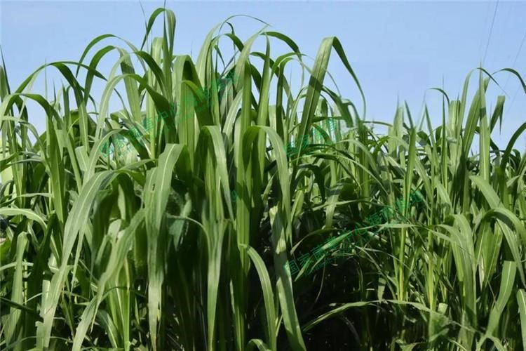 以草代木、天然抗菌、可自然降解，新鄉(xiāng)化纖開創(chuàng)新的&ldquo;傳奇&rdquo;&mdash;&mdash;菌草纖維 